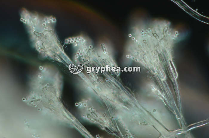 Penicillium x100 - gryphea.com